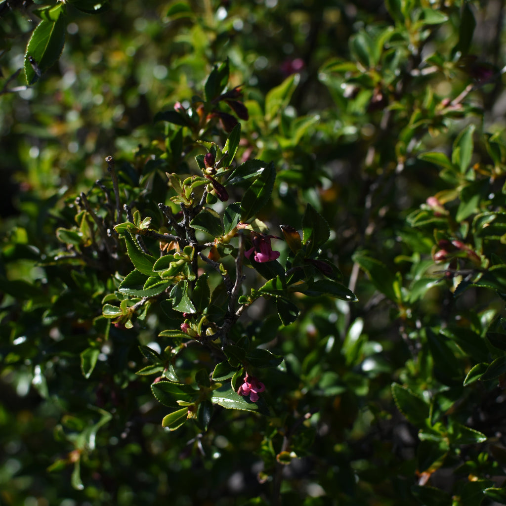 Escallonia rubra — Ñipa