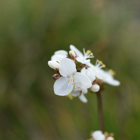 Libertia chilensis — Calle calle