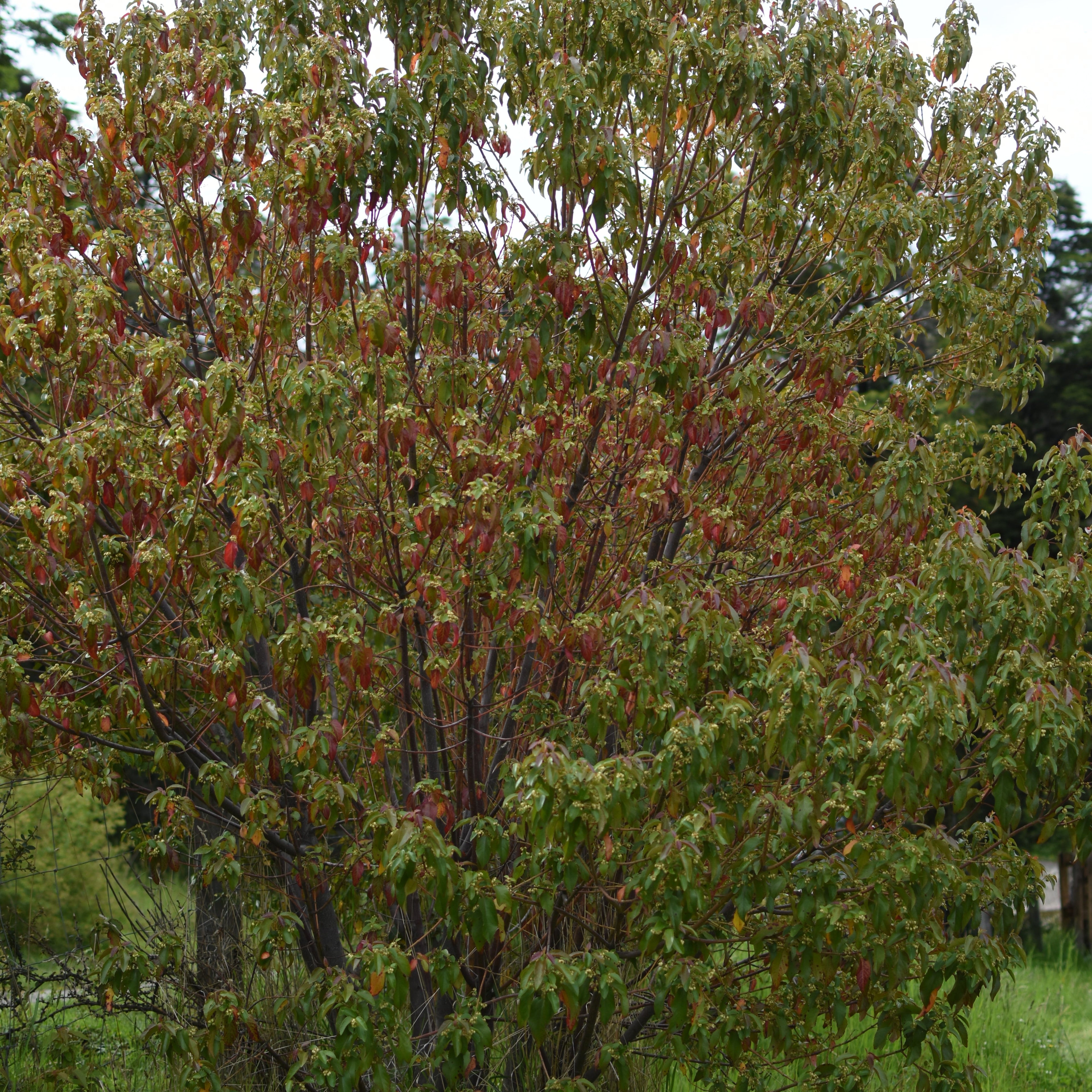Aristotelia chilensis — Maqui