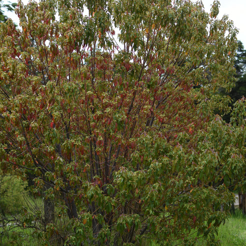 Aristotelia chilensis — Maqui