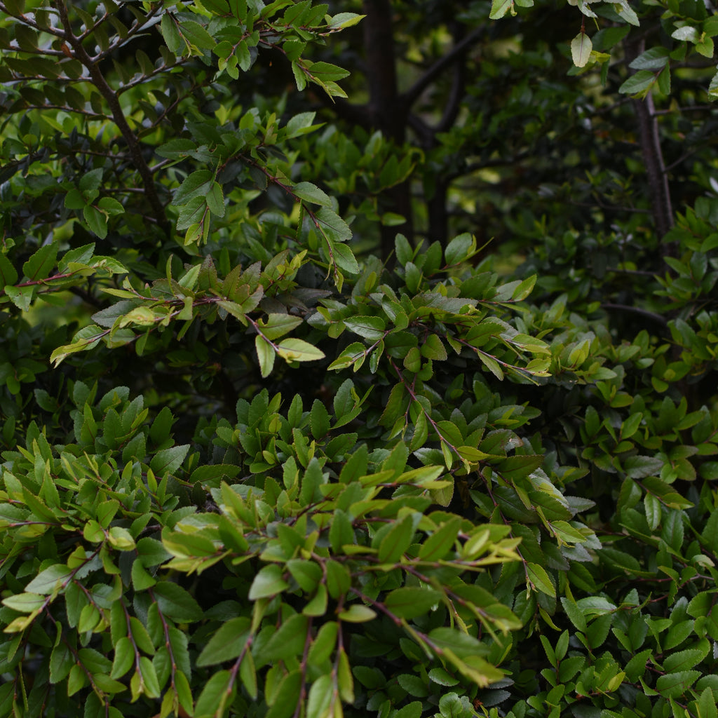 Nothofagus dombeyi — Coihue