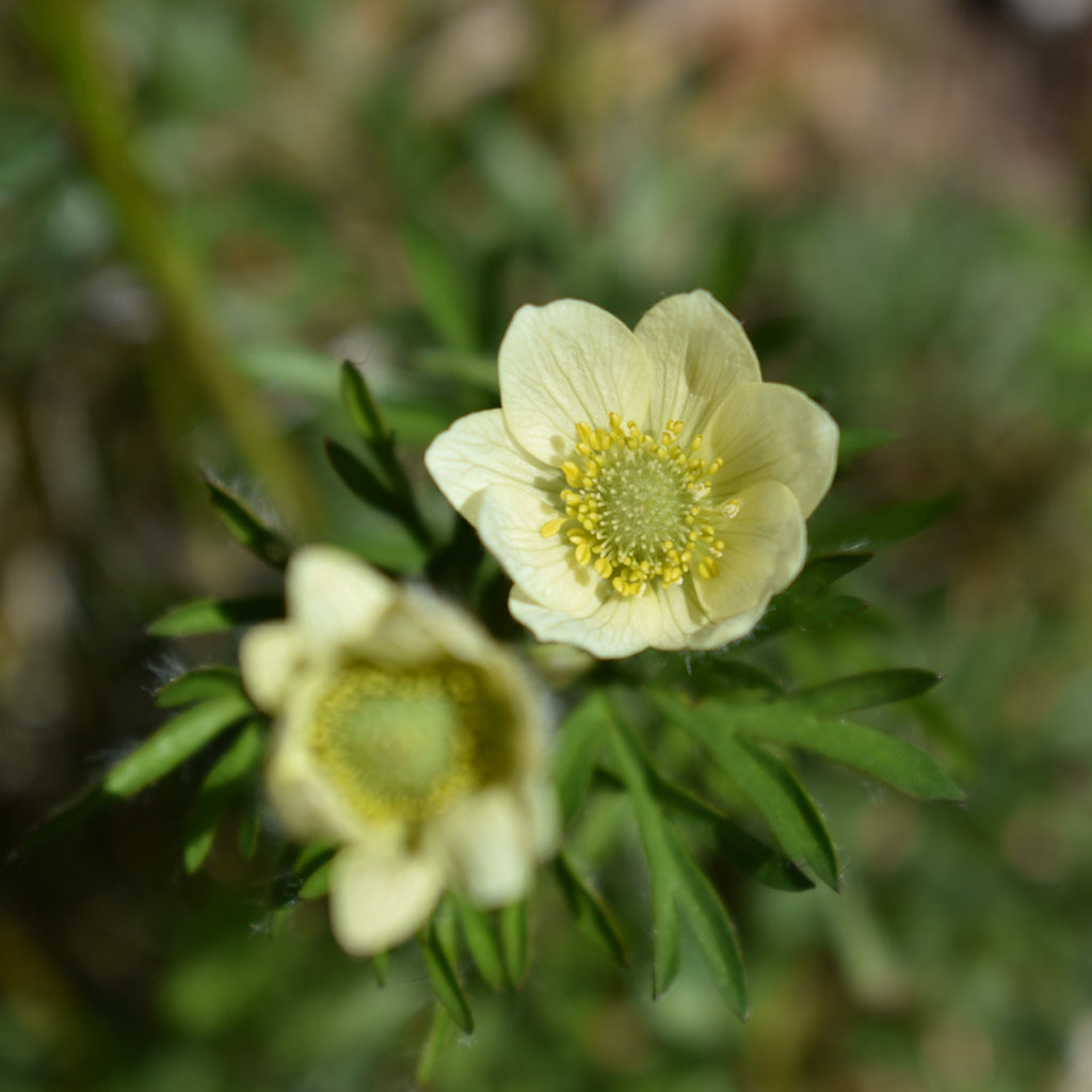 Anemone multifida — Anémona