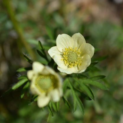 Anemone multifida — Anémona