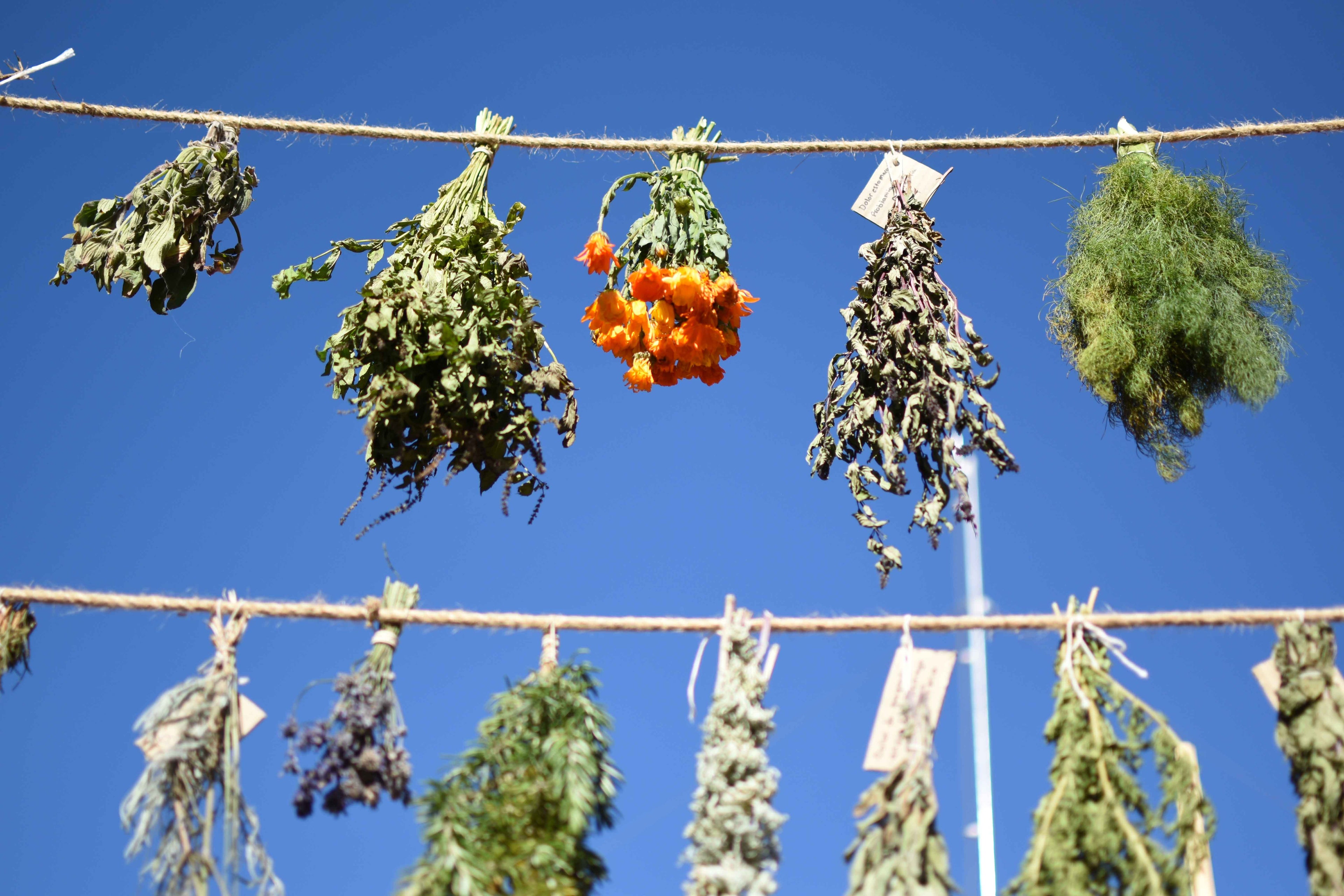 Jardín Etnobotánico de Cochrane