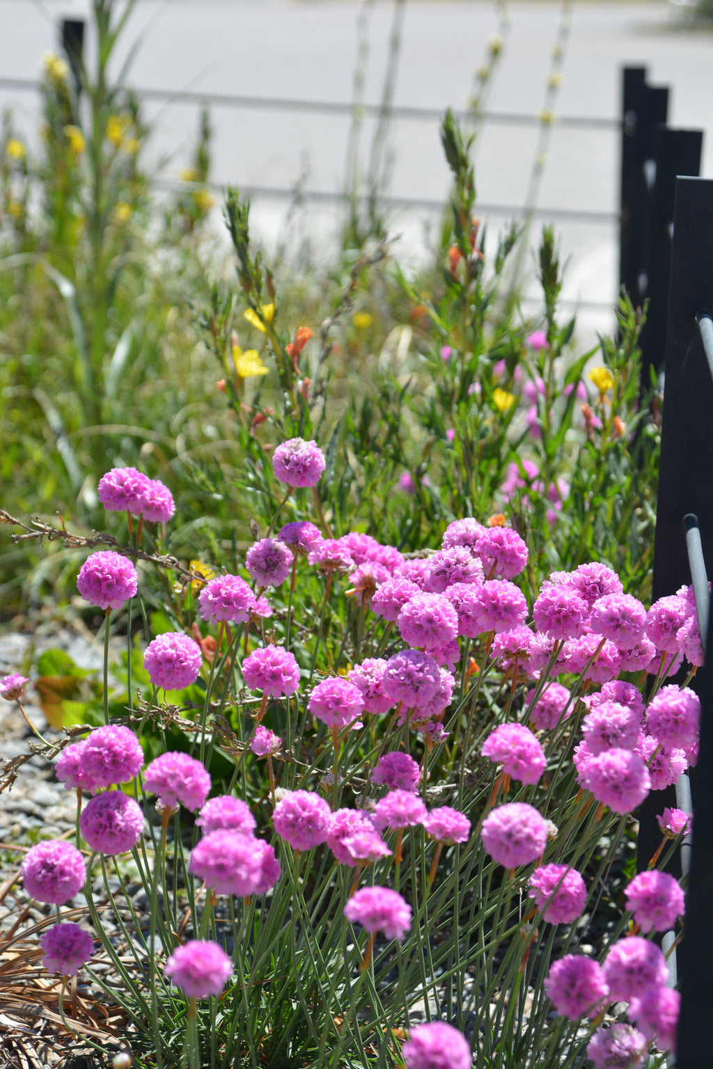 De Bandejón Urbano a Conector Ecológico