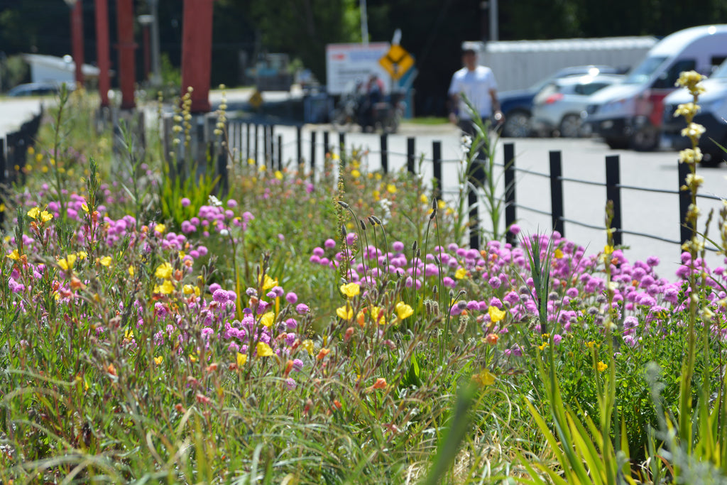 De Bandejón Urbano a Conector Ecológico