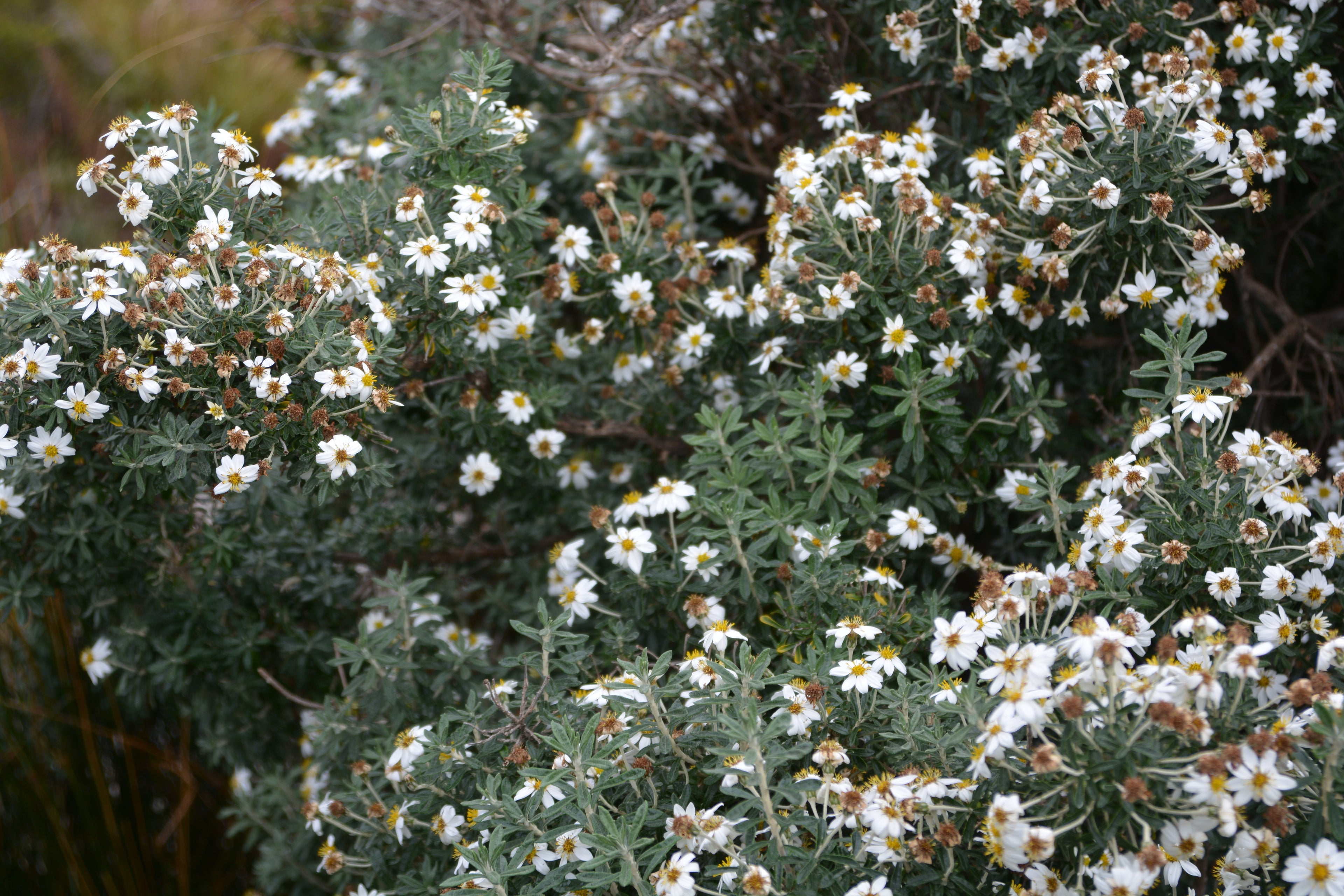 Chiliotrichum diffusum — Romerillo