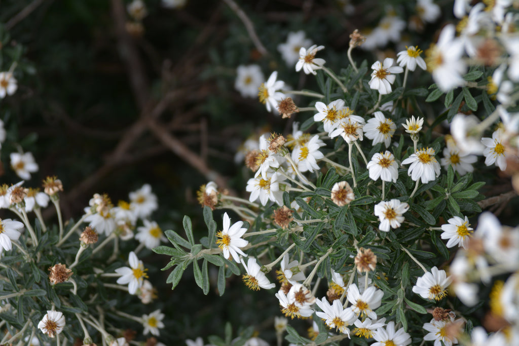 Chiliotrichum diffusum — Romerillo