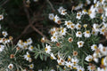Chiliotrichum diffusum — Romerillo