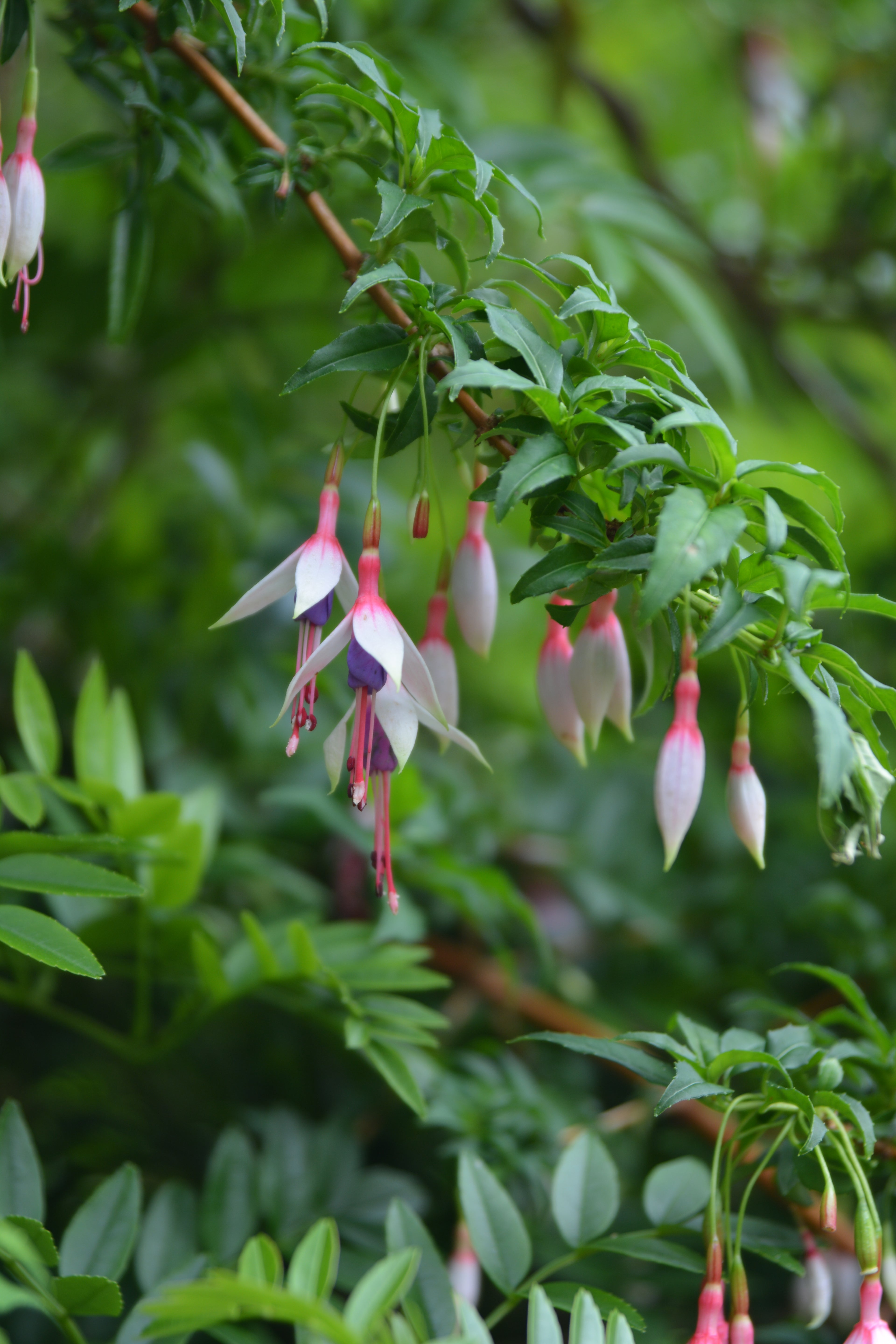 Fuchsia magellanica — Chilco bicolor