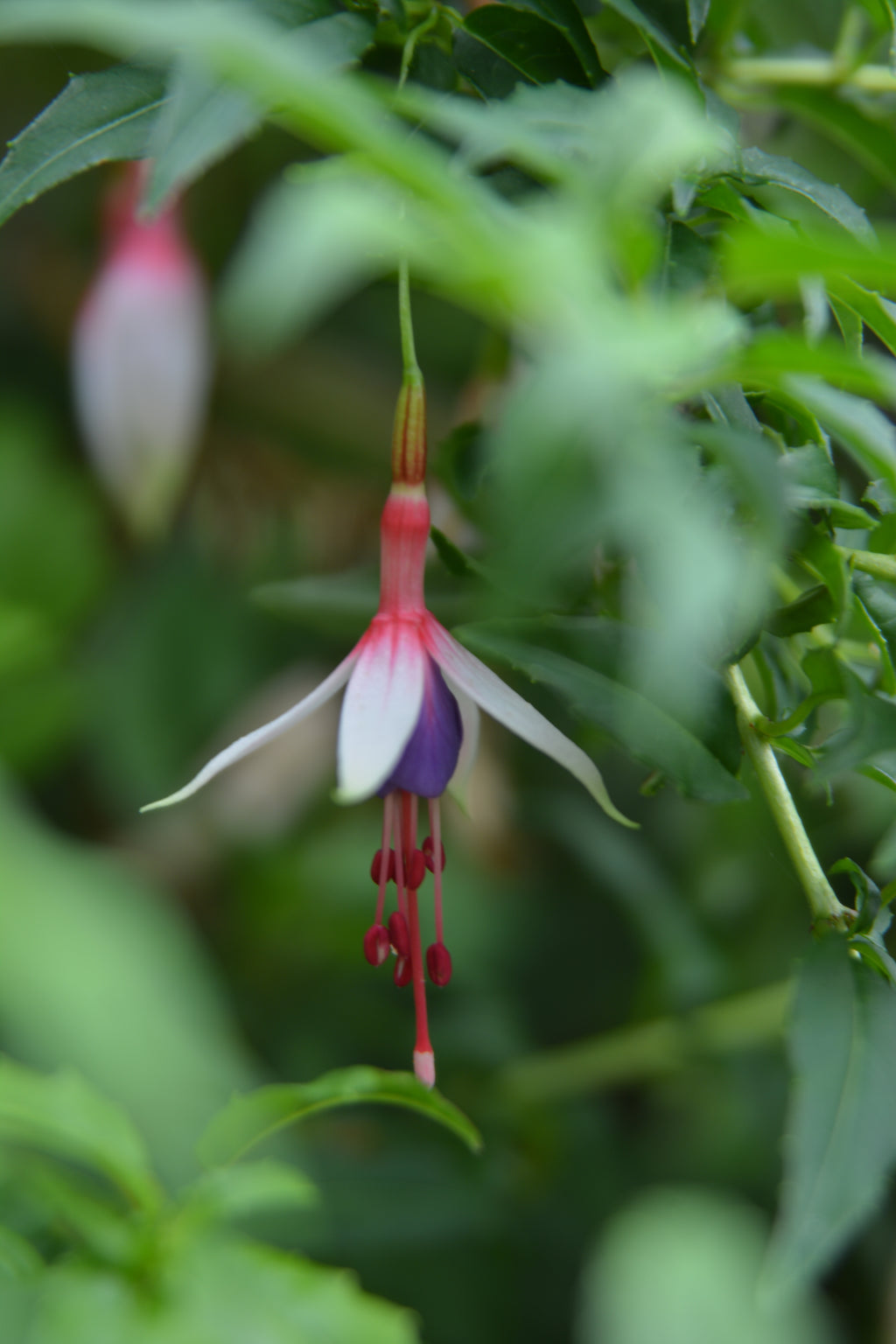 Fuchsia magellanica — Chilco bicolor