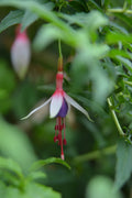 Fuchsia magellanica — Chilco bicolor
