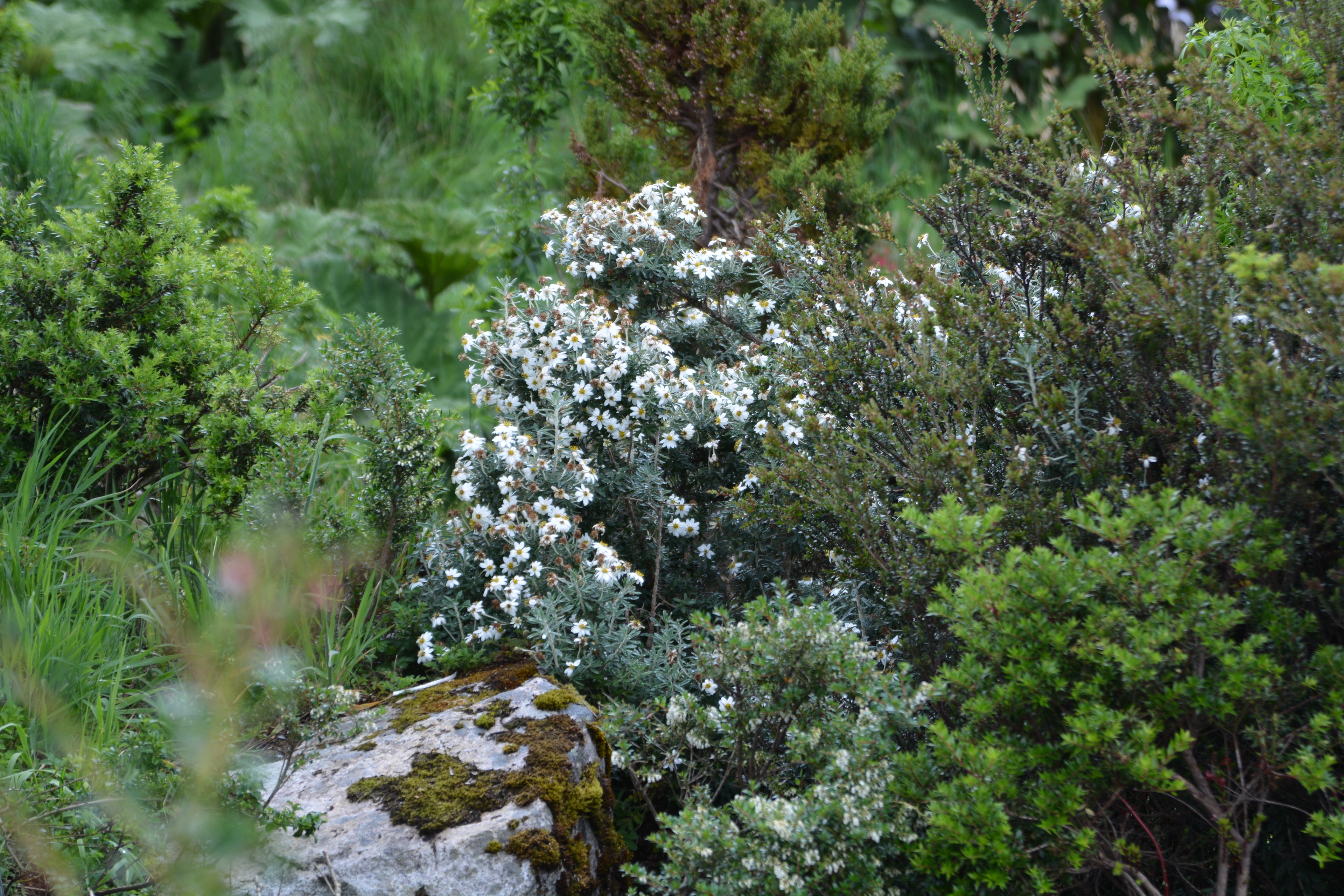 Chiliotrichum diffusum — Romerillo