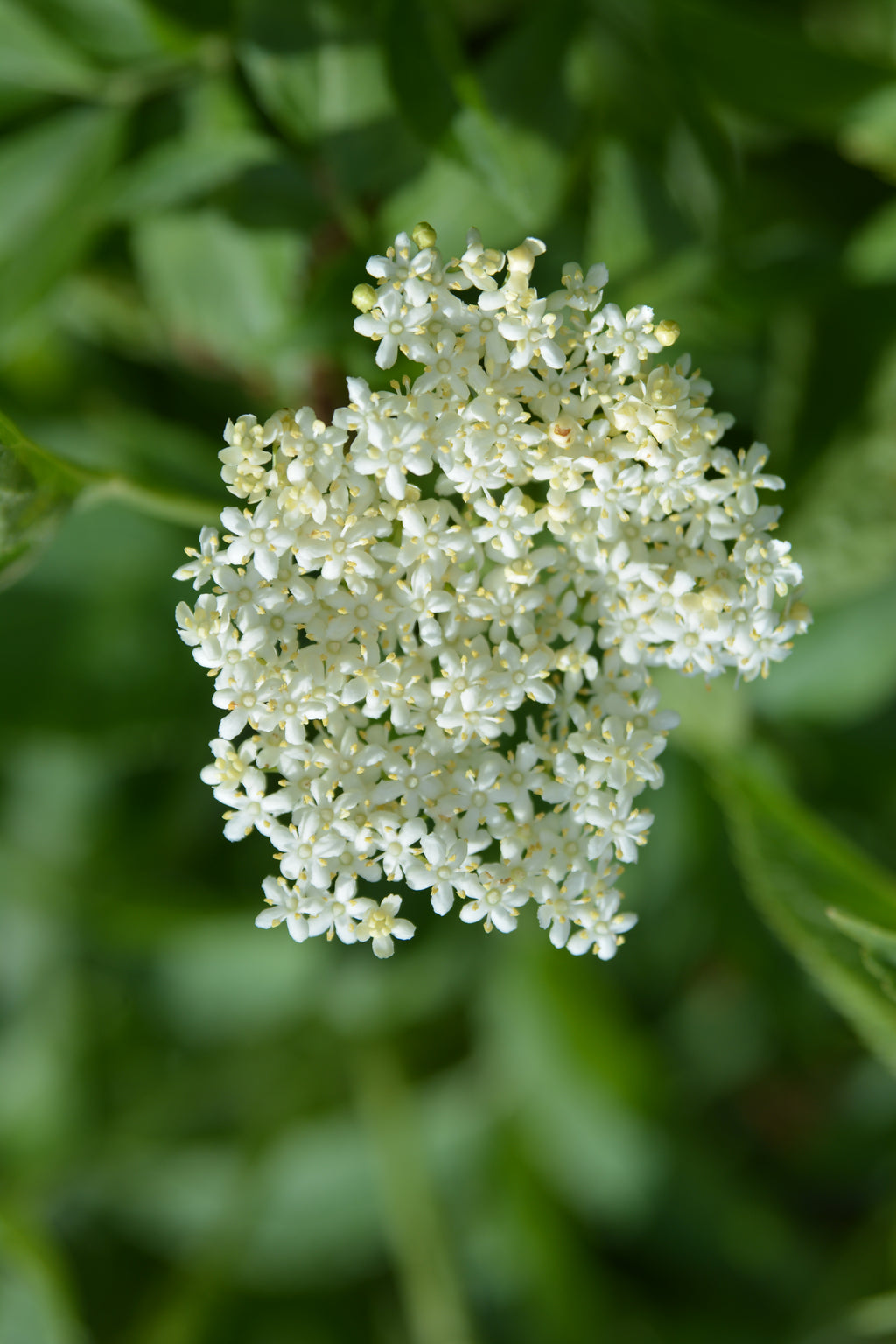Sambucus nigra — Saúco