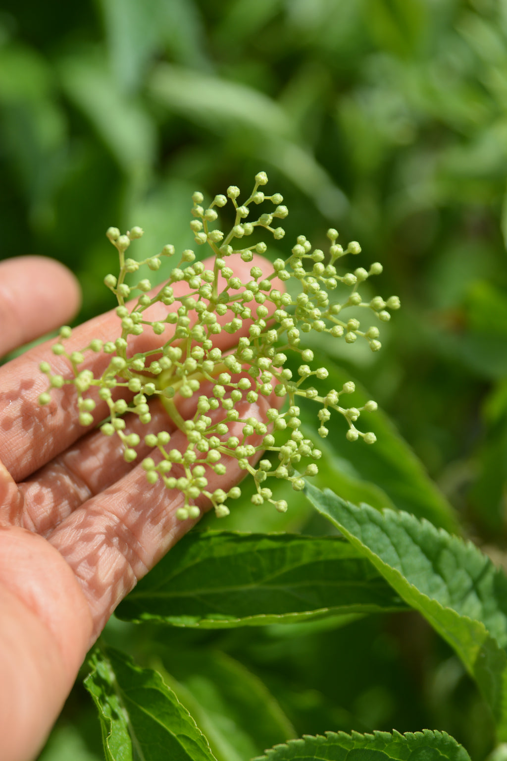 Sambucus nigra — Saúco