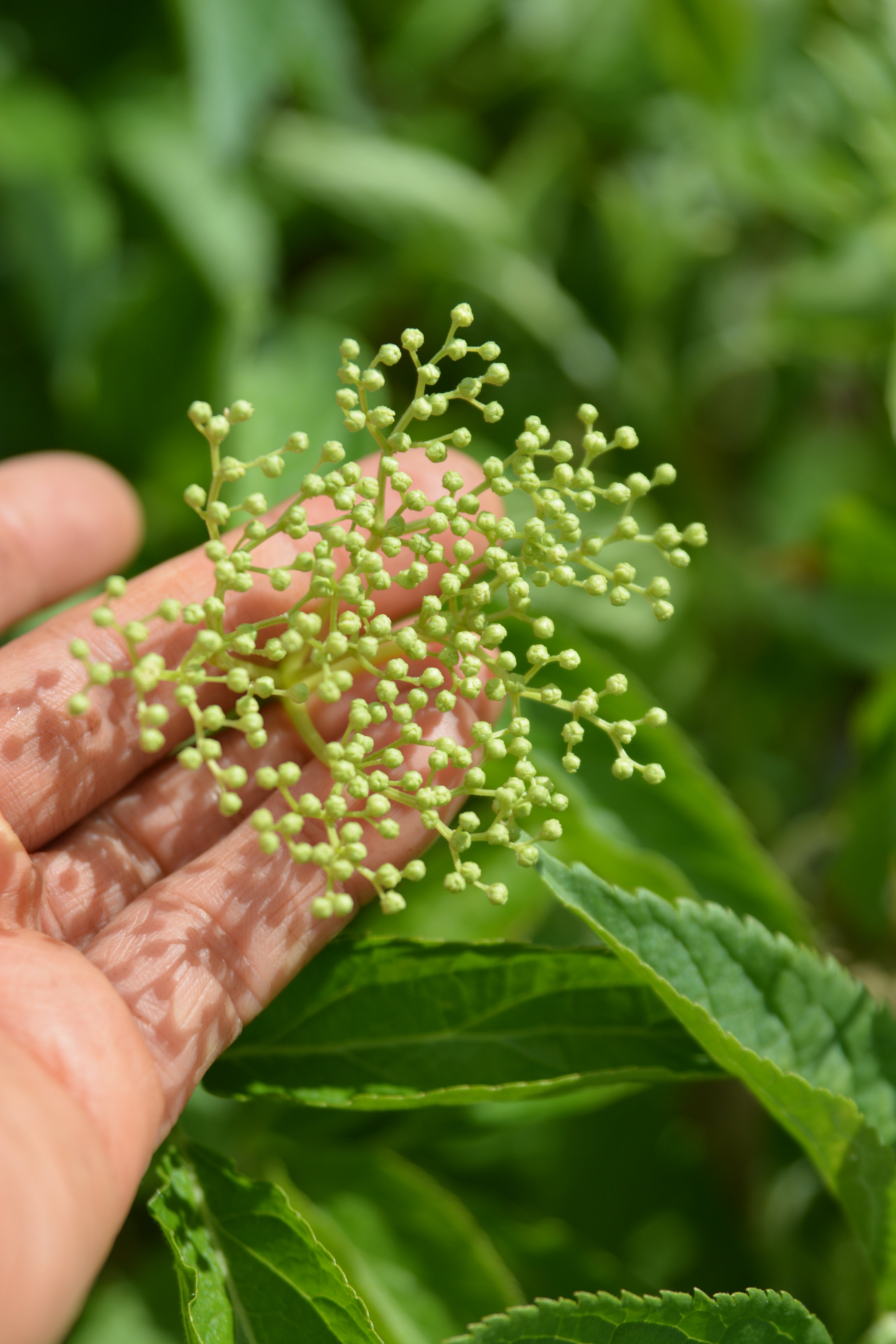 Sambucus nigra — Saúco