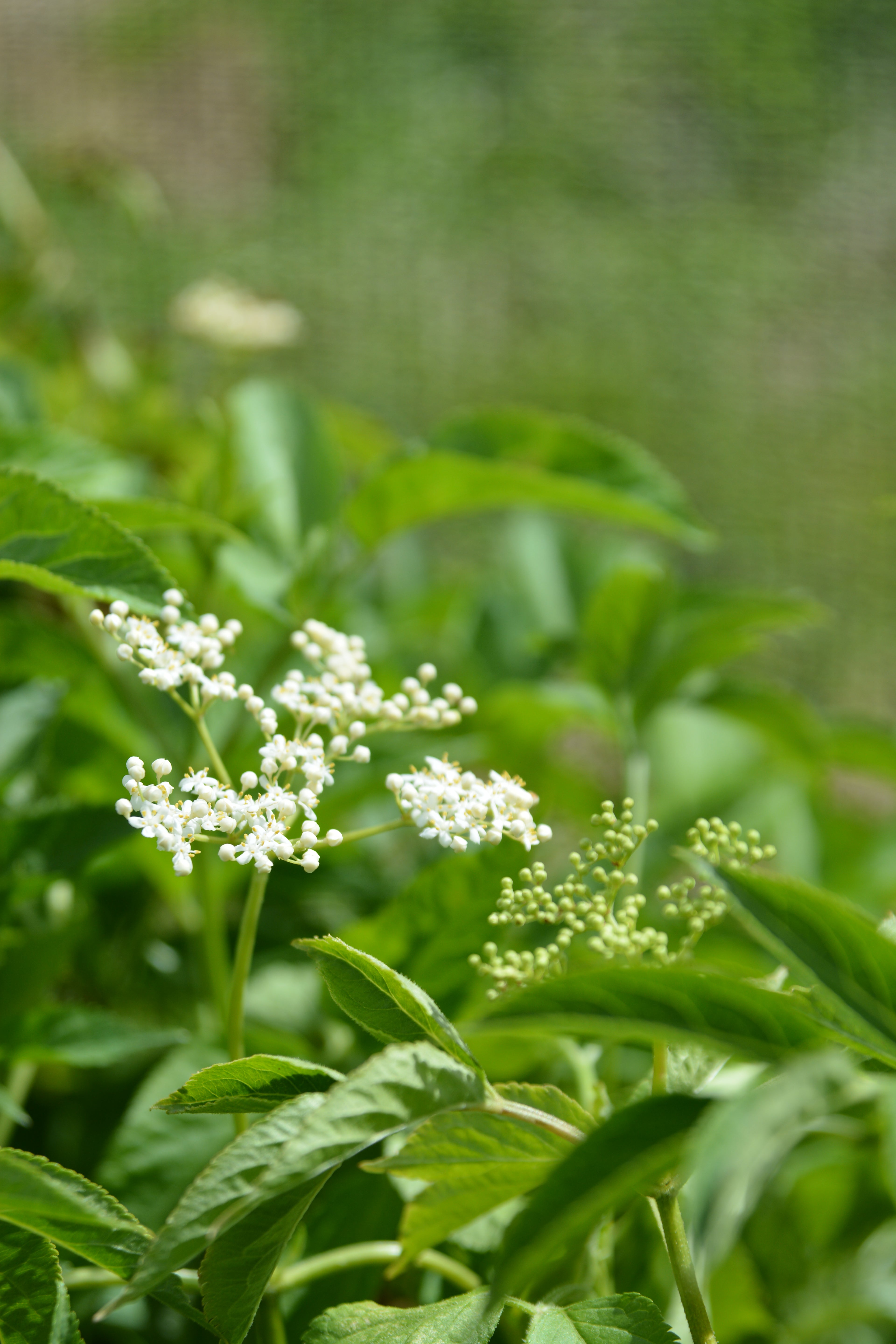 Sambucus nigra — Saúco