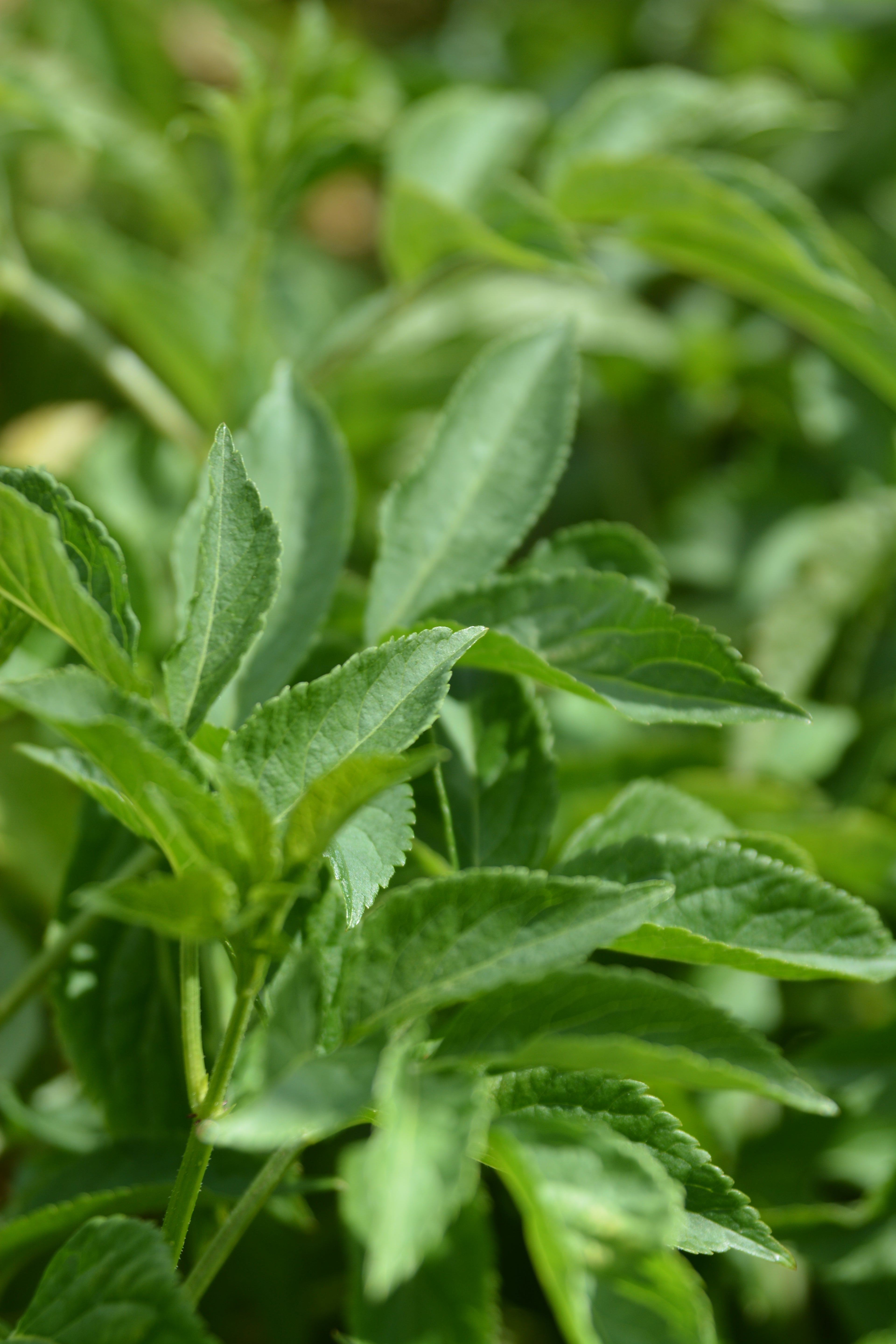 Sambucus nigra — Saúco