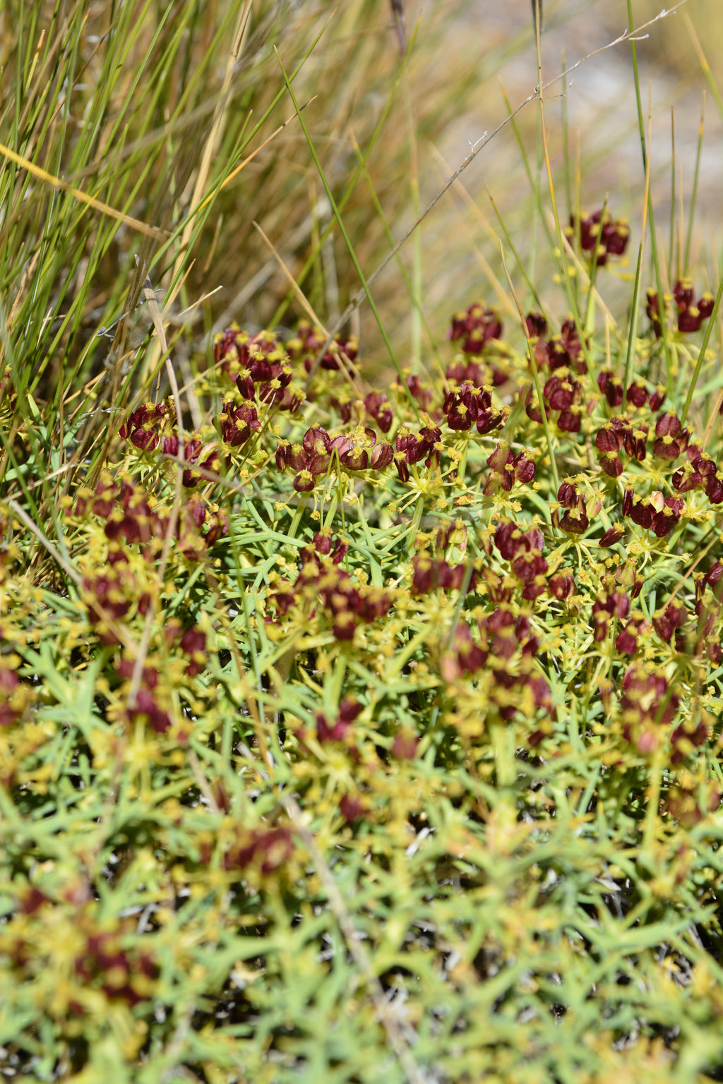 Mulinum spinosum — Neneo