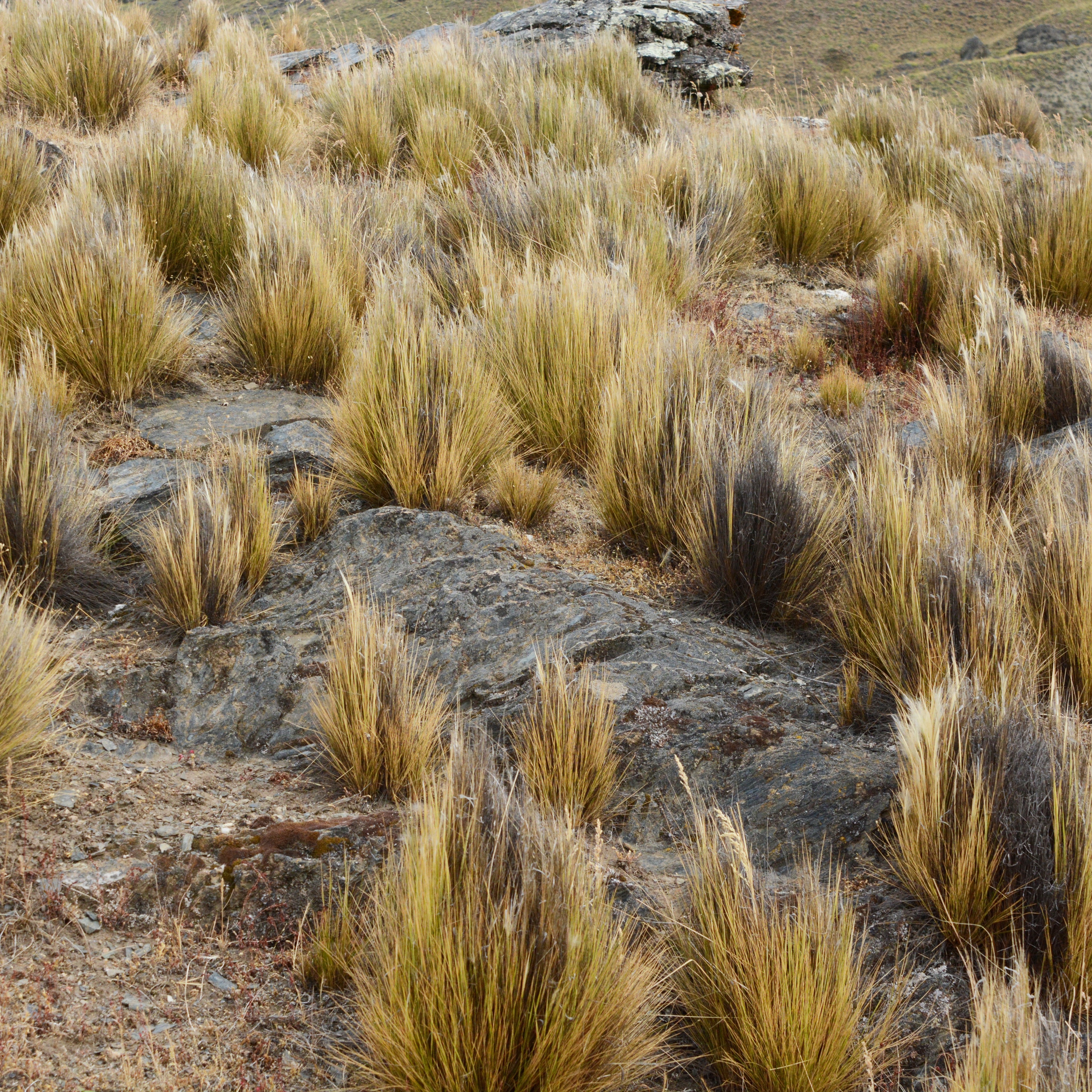Stipa chrysophylla — Coirón amargo