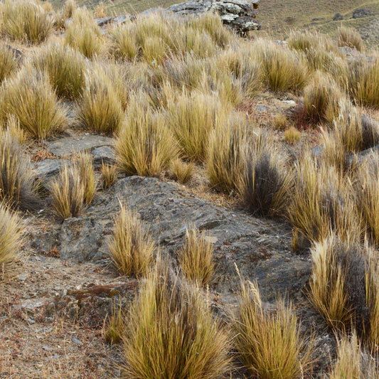 Stipa chrysophylla — Coirón amargo