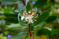 Drimys winteri — Canelo