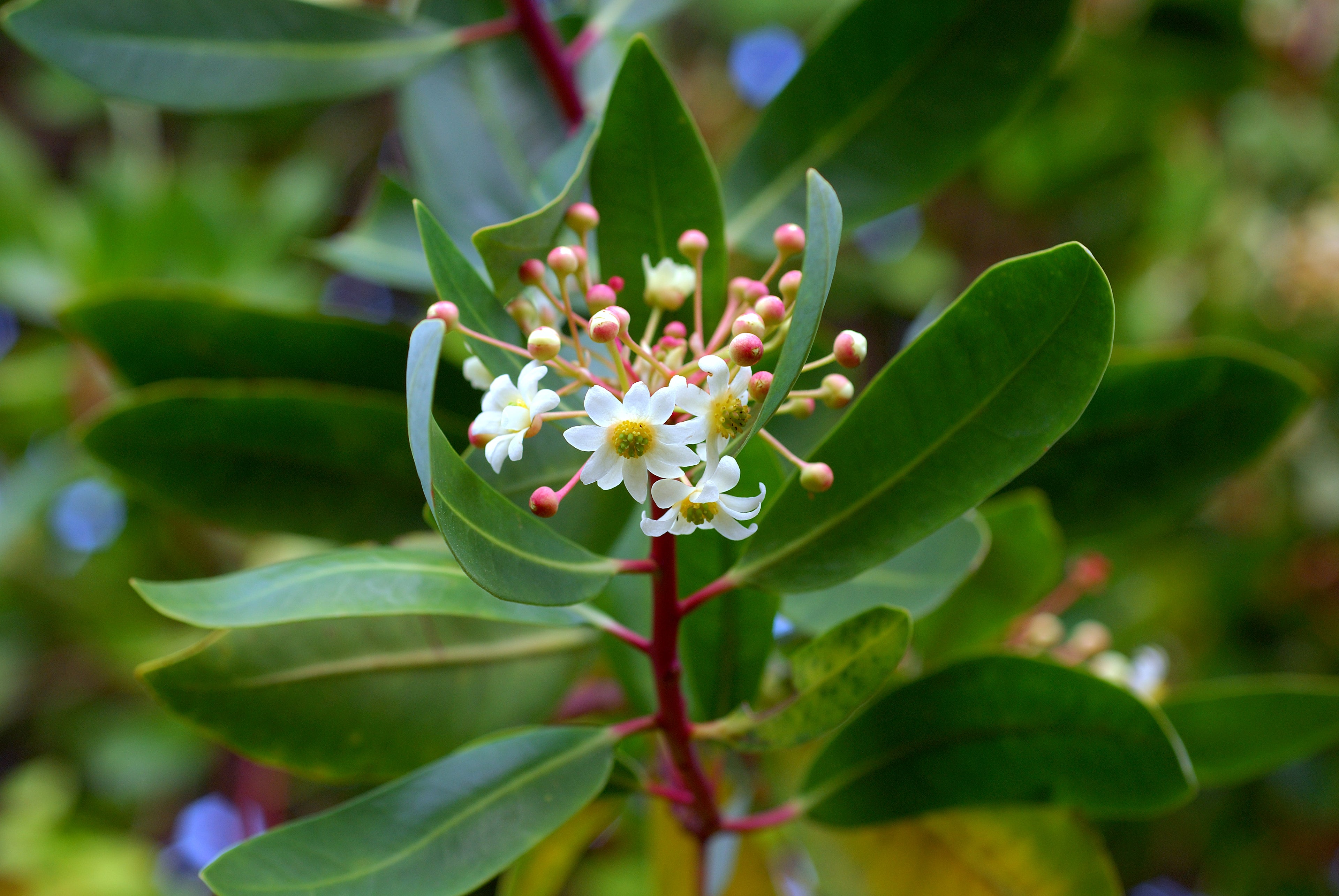 Drimys winteri — Canelo