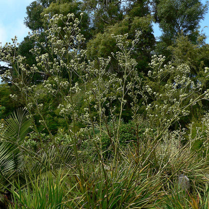 Eryngium paniculatum — Chupalla