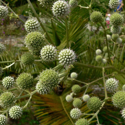Eryngium paniculatum — Chupalla