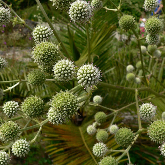 Eryngium paniculatum — Chupalla