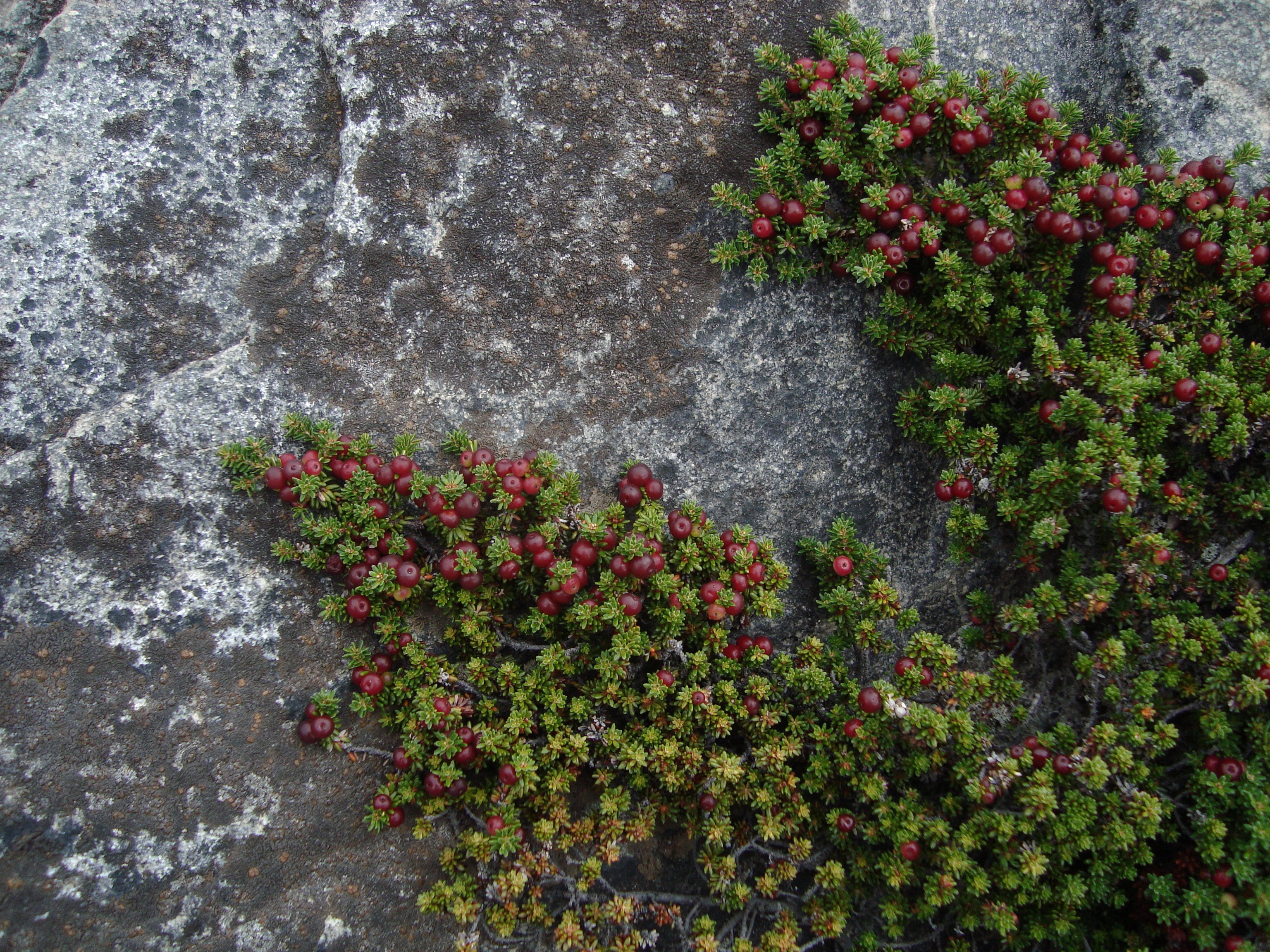Empetrum rubrum — Brecillo