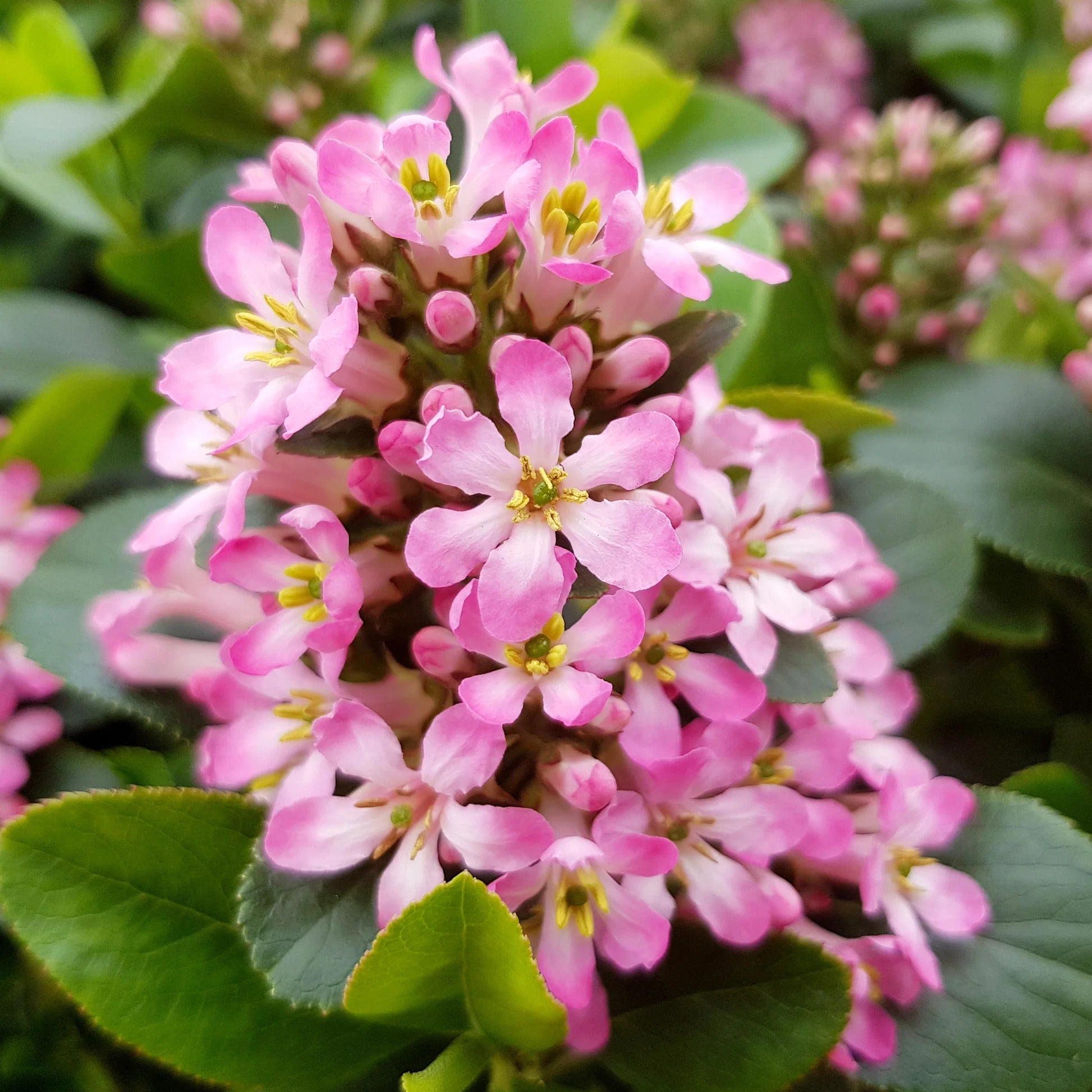 Escallonia 'Pink Elf'