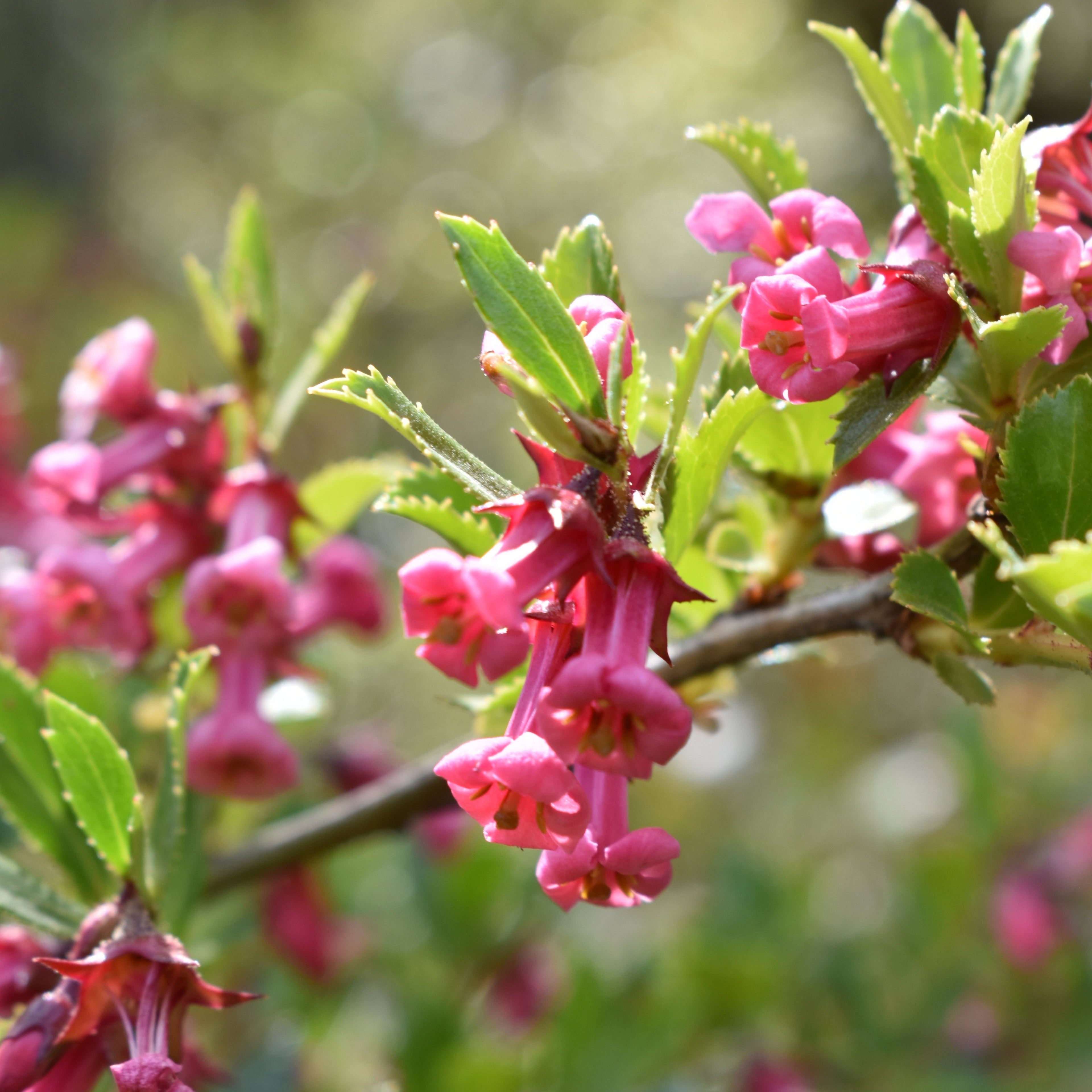 Escallonia rubra — Ñipa