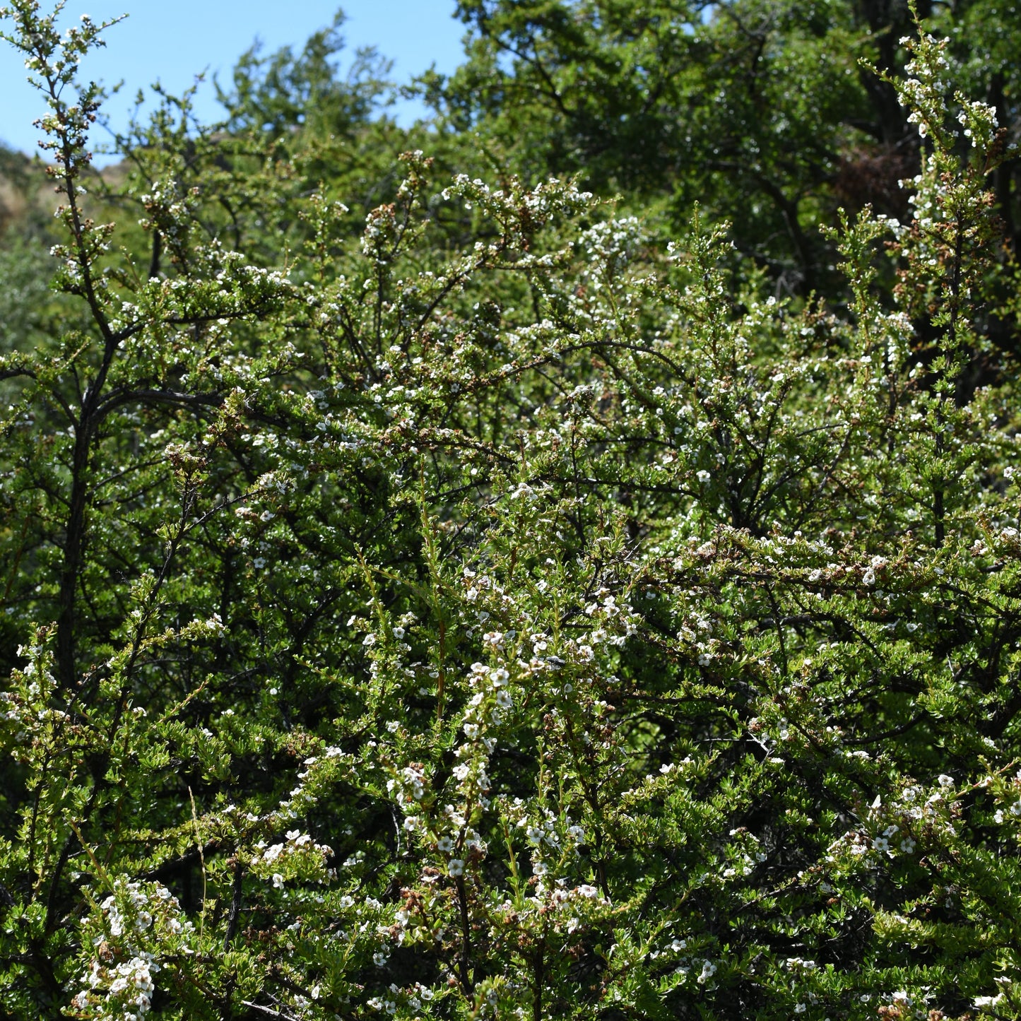 Escallonia virgata — Chapel