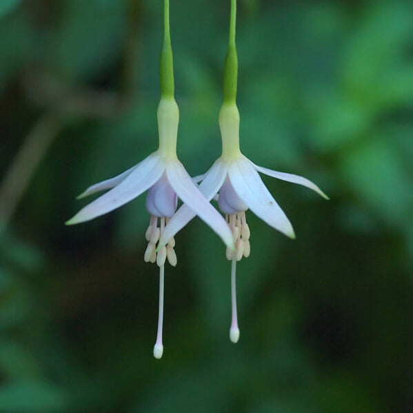 Fuchsia magellanica — Chilco blanco