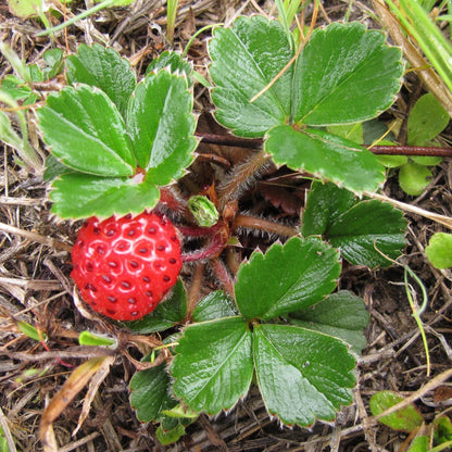 Fragaria chiloensis — Frutilla silvestre