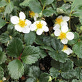 Fragaria chiloensis — Frutilla silvestre
