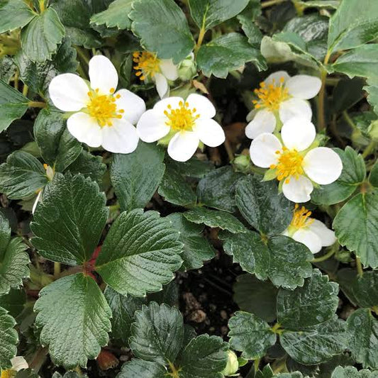 Fragaria chiloensis — Frutilla silvestre
