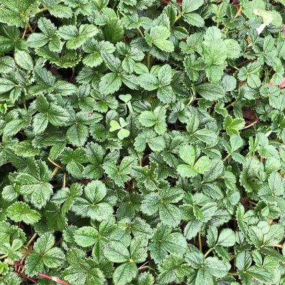 Fragaria chiloensis — Frutilla silvestre