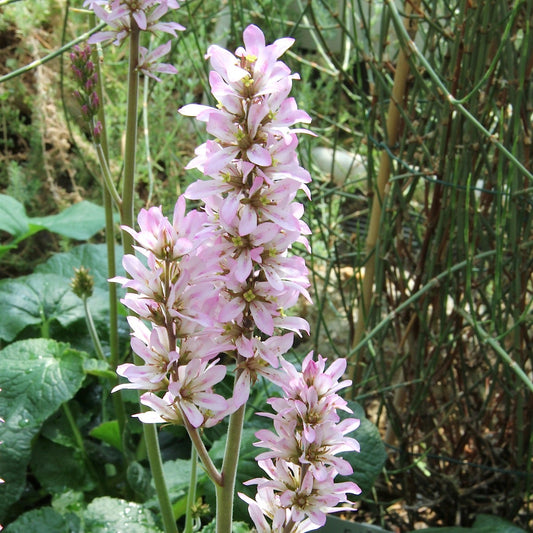Francoa appendiculata — Vara de mármol