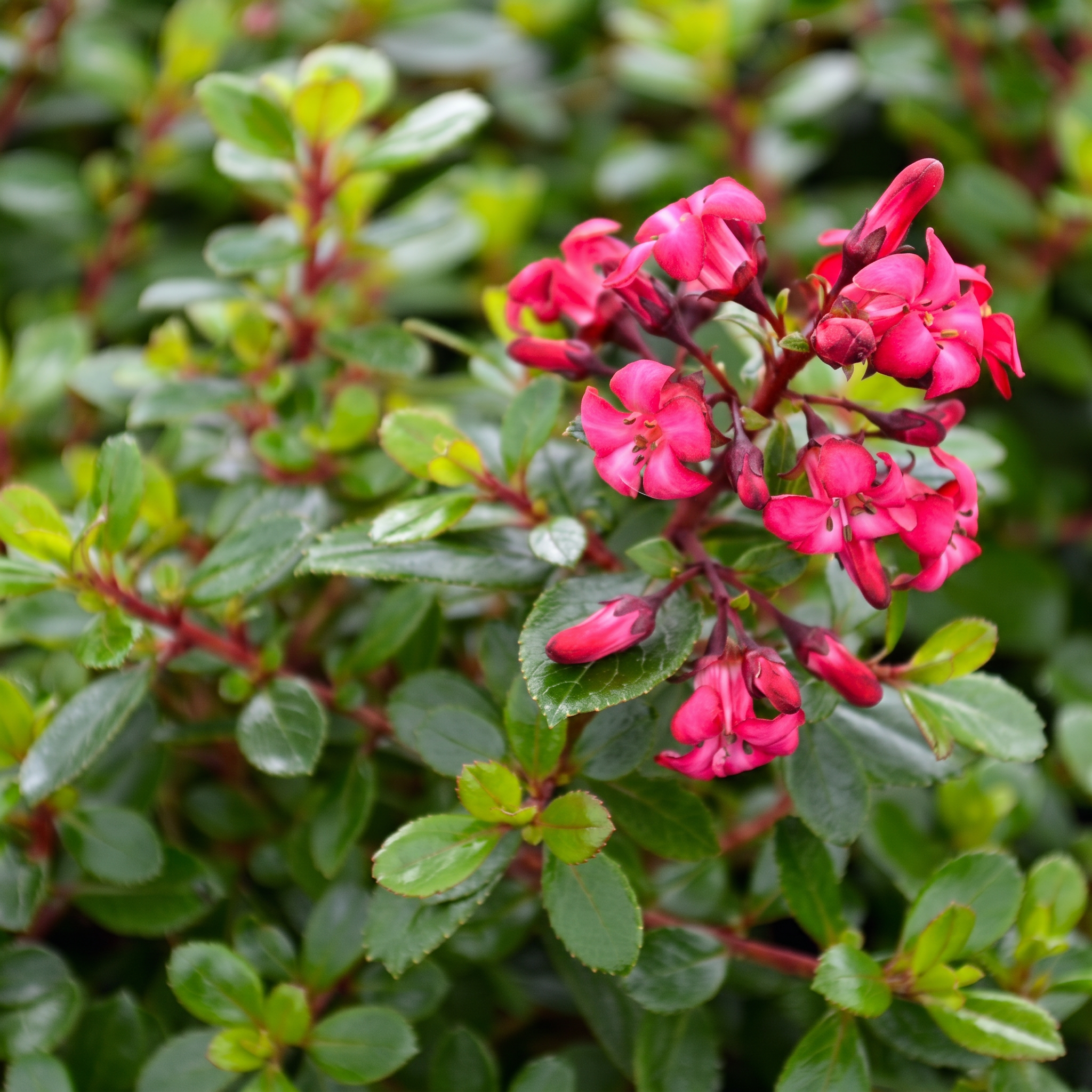 Escallonia punctata 'Red Dream'