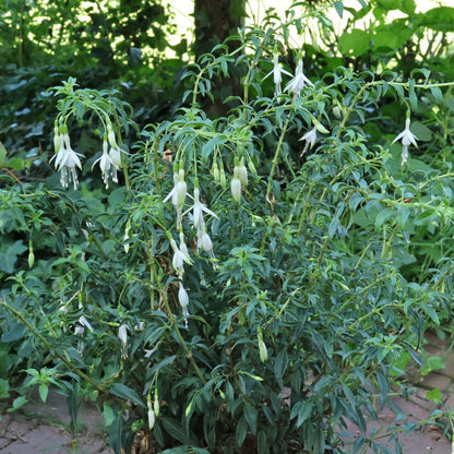 Fuchsia magellanica — Chilco blanco