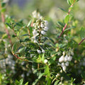 Gaultheria pumila — Chaura enana