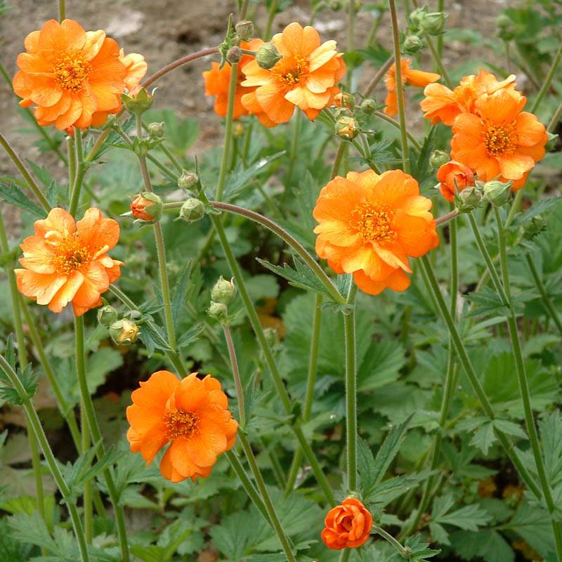 Geum chiloense — Hierba del clavo naranjo