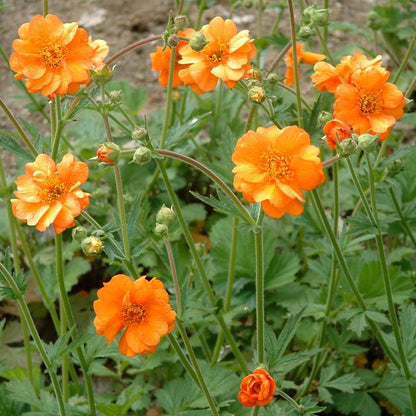 Geum chiloense — Hierba del clavo naranjo