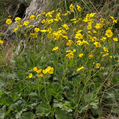 Geum magellanicum — Hierba del clavo amarillo