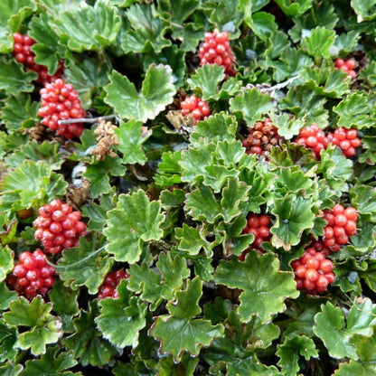 Gunnera magellanica — Frutilla del diablo