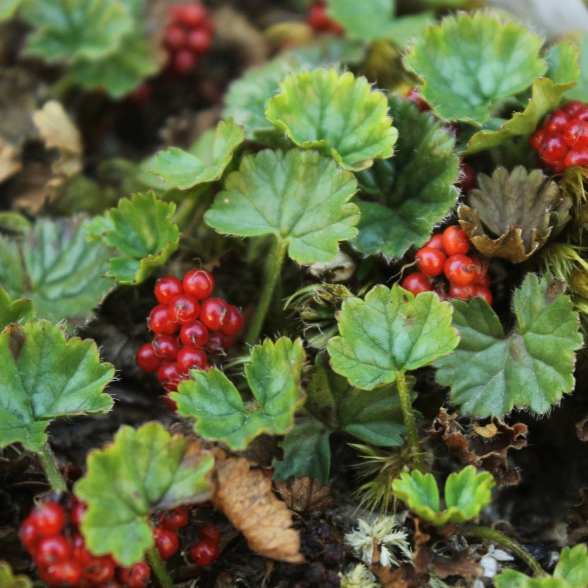 Gunnera magellanica — Frutilla del diablo