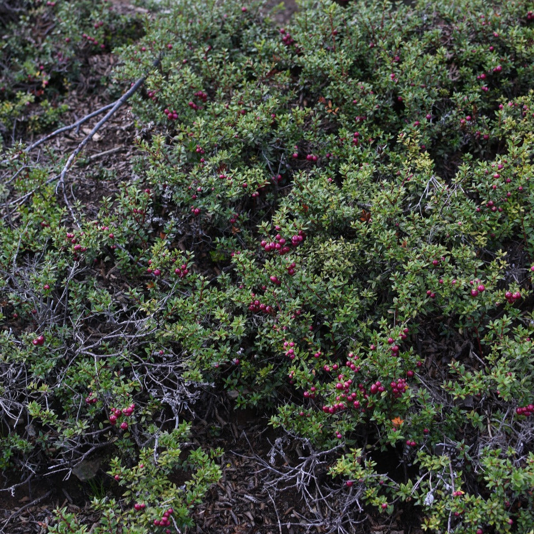 Gaultheria mucronata — Chaura