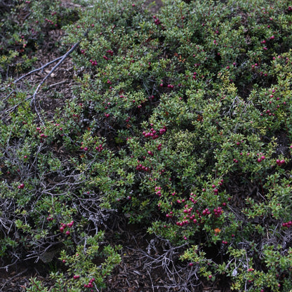 Gaultheria mucronata — Chaura